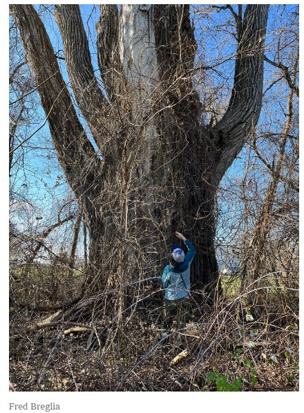 An upstate arborist found what he believes is the state’s biggest tree in the town of Schaghticoke. 
nytimes.com/2022/12/13/nyr…