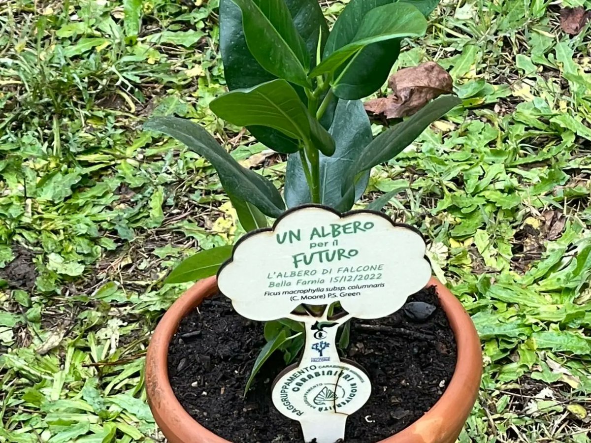 FlaiFrLt's tweet photo. Si è tenuta oggi #15Dicembre presso l’ex scuola elementare di Bella Farnia di Sabaudia la cerimonia di consegna dell’#alberodiFalcone ad opera del Reparto Carabinieri Biodiversità di Fogliano.
👉 Leggi il comunicato 👉 https://t.co/eT3N6Hdr8s

#flaicgilfrosinonelatina https://t.co/qLFvMzqavL