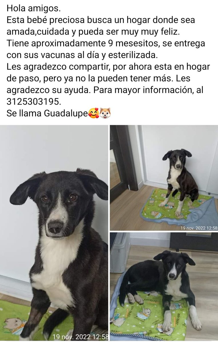 adrianae8910's tweet photo. Esta princesa busca un hogar. ¿Me ayudan? Está en Bogotá. Merece ser feliz.🐶 Porfa RT @MONYRODRIGUEZOF @AsociacionMi @AdoptaCol @PetAngelsCol @Maria_Isabel_MM @piedrahitangela @andreanimalidad @cvalenciamusic @PlataformaALTO @Marce_Tabares @GabrielaVarP https://t.co/fDZwMePfB2