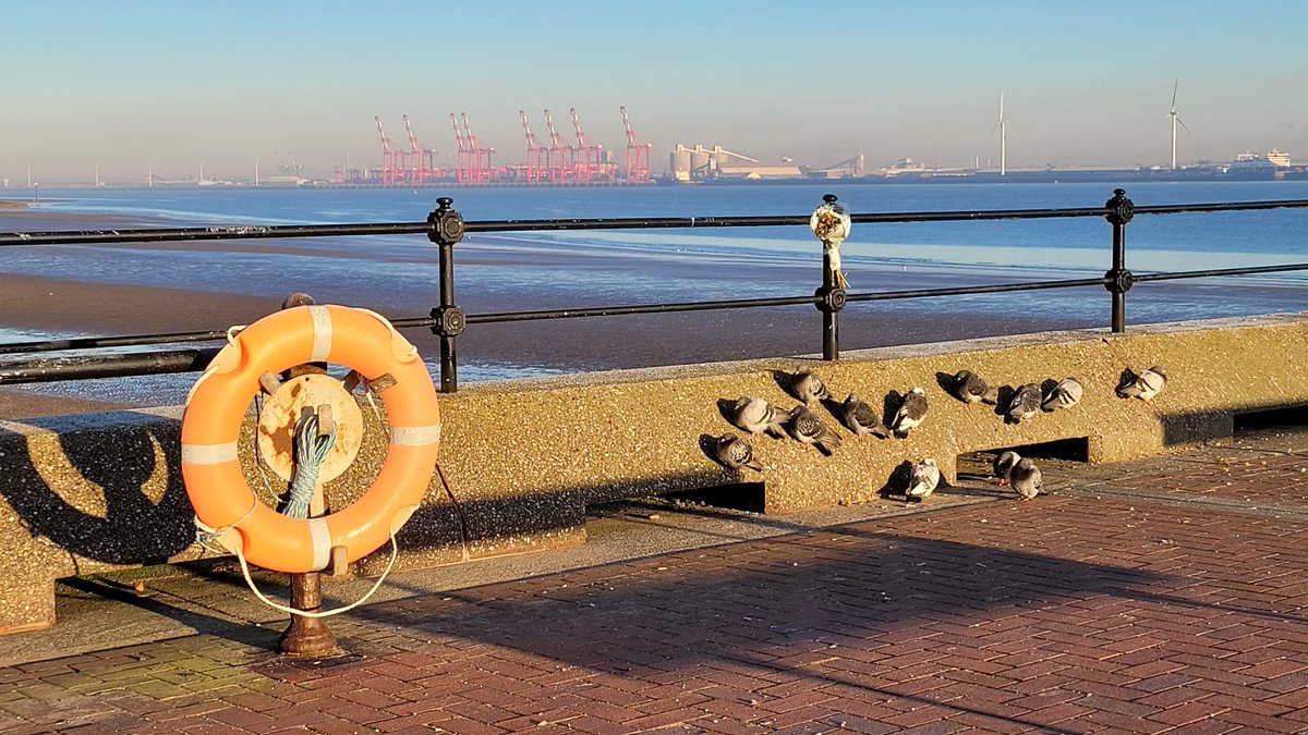 I love the way nature adapts itself to the weather and environment..
Pigeons this morning  clinging to the sea wall at Egremont Promenade basking in the scant 'warmth' offering of the #Winter 🌞..was a bitterly cold but invigorating  winter morning..
#BlueHealth
#BlueSpace