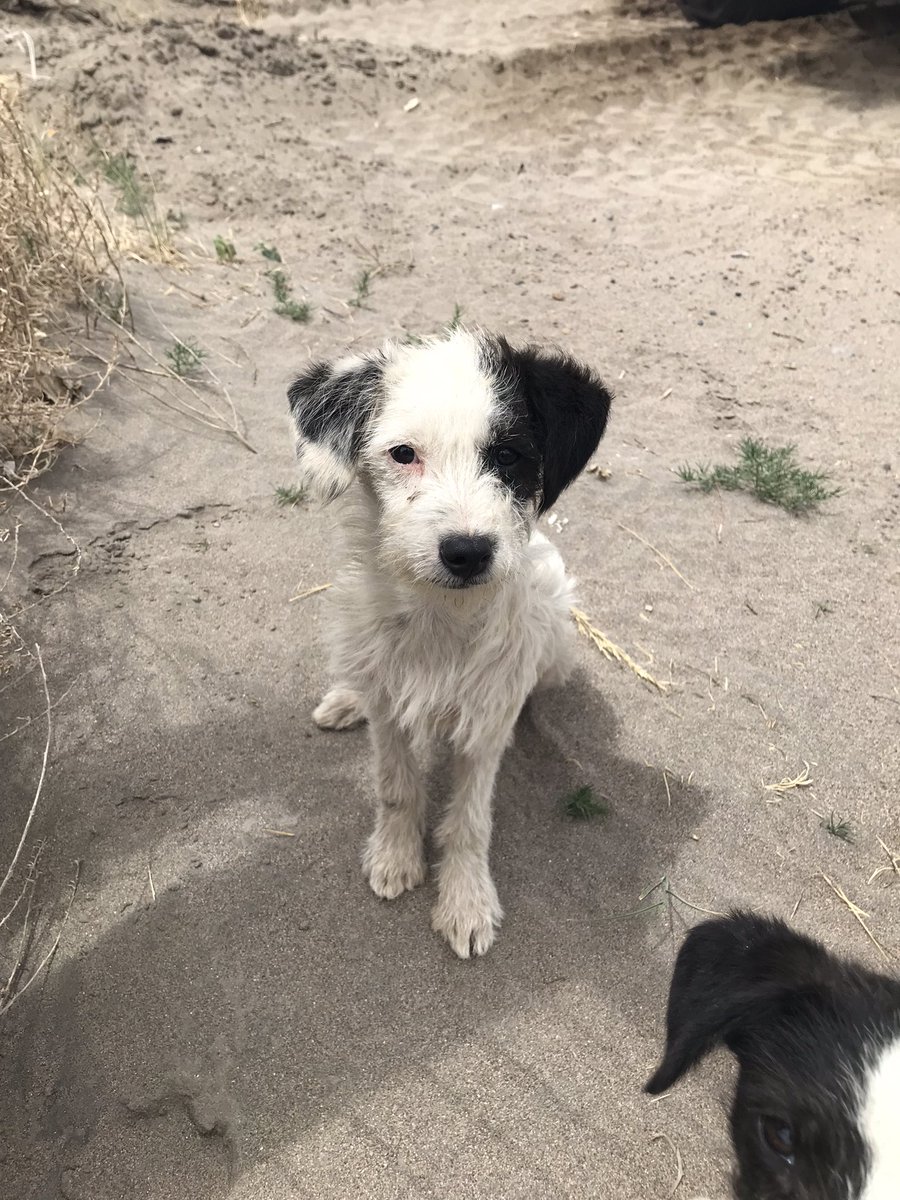 LuisinaGoni's tweet photo. Abandonaron a estos cachorros afuera de mi casa, buscan hogar! No puedo quedármelos ya que tengo muchos perros!! https://t.co/jsmK1cLQeU