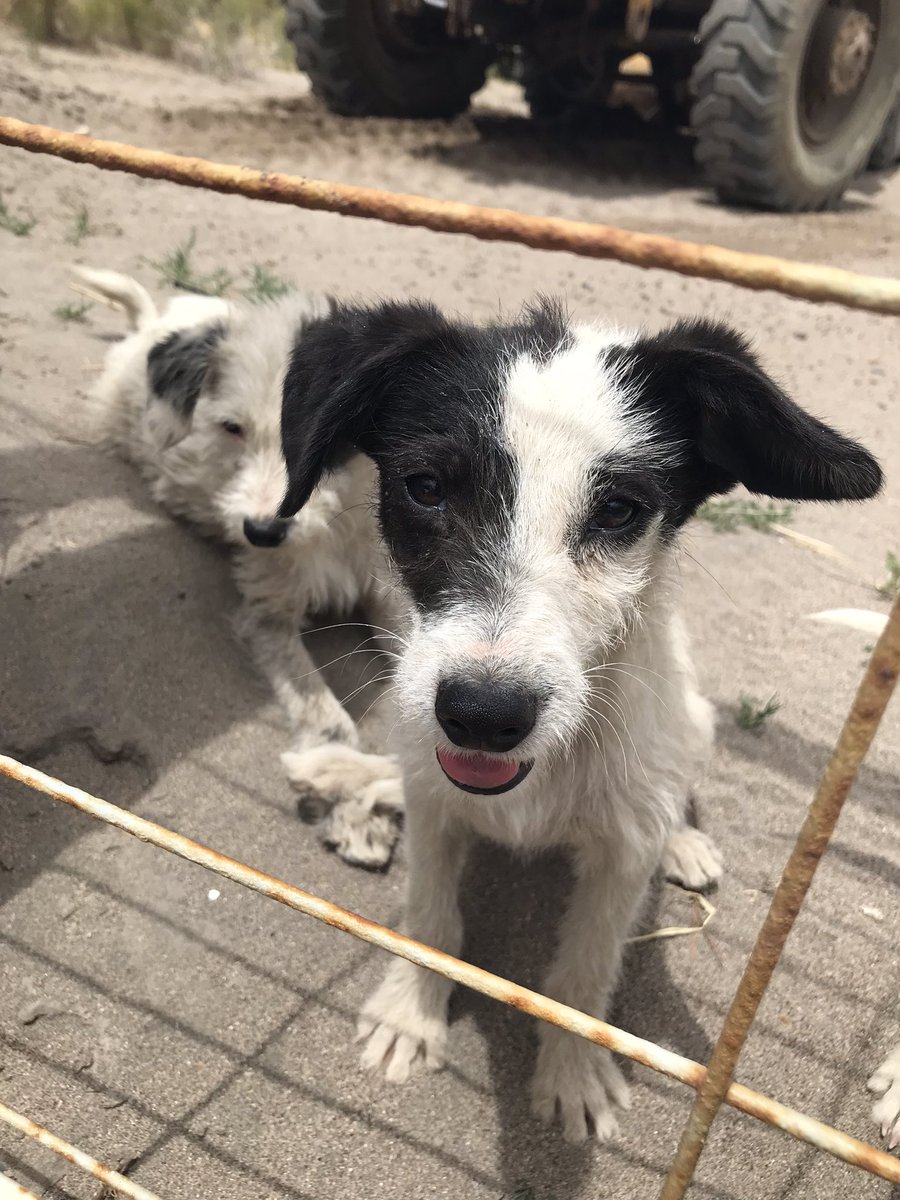 LuisinaGoni's tweet photo. Abandonaron a estos cachorros afuera de mi casa, buscan hogar! No puedo quedármelos ya que tengo muchos perros!! https://t.co/jsmK1cLQeU