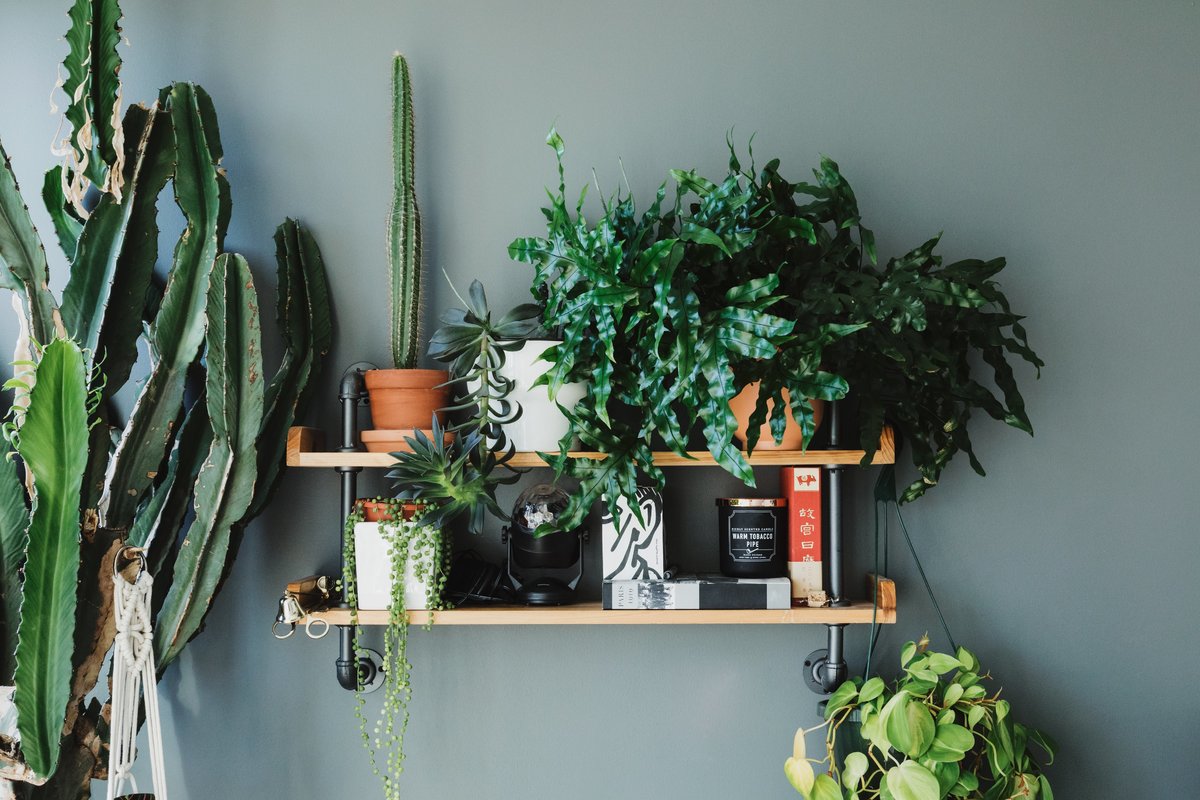 CindyOyen's tweet photo. How many indoor plants is TOO many, in your opinion? Is this going overboard?

"Everything You Expect...And More!" https://t.co/HyUlepdUIy https://t.co/PQ2M43Q8eQ