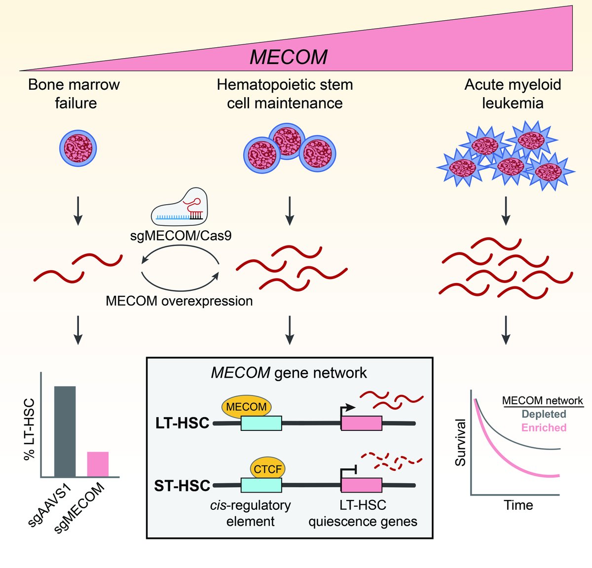 Wonderful to have our paper on a MECOM-regulated gene network in human hematopoietic stem cell maintenance and leukemia published in @NatImmunol! Terrific work from our group led by @RichardVoit, @Taoliming, and @fulong_yu: nature.com/articles/s4159…