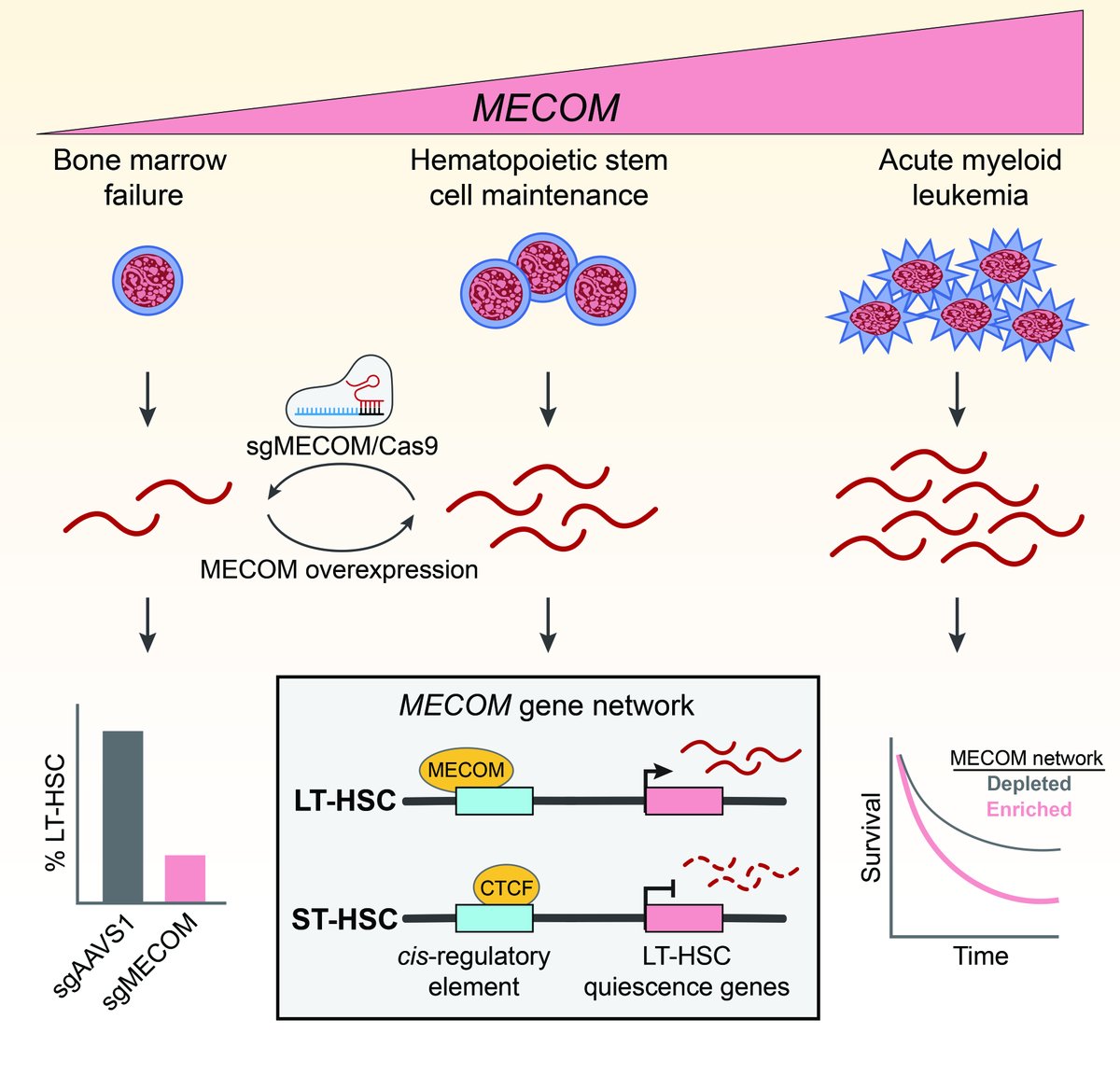 Vijay Sankaran (@bloodgenes) on Twitter photo Wonderful to have our paper on a MECOM-regulated gene network in human hematopoietic stem cell maintenance and leukemia published in <a href="/NatImmunol/">Nature Immunology</a>! Terrific work from our group led by <a href="/RichardVoit/">Richard Voit</a>, <a href="/Taoliming/">Tao Liming</a>, and <a href="/fulong_yu/">Fulong Yu</a>:
nature.com/articles/s4159… Wonderful to have our paper on a MECOM-regulated gene network in human hematopoietic stem cell maintenance and leukemia published in <a href="/NatImmunol/">Nature Immunology</a>! Terrific work from our group led by <a href="/RichardVoit/">Richard Voit</a>, <a href="/Taoliming/">Tao Liming</a>, and <a href="/fulong_yu/">Fulong Yu</a>:
nature.com/articles/s4159…