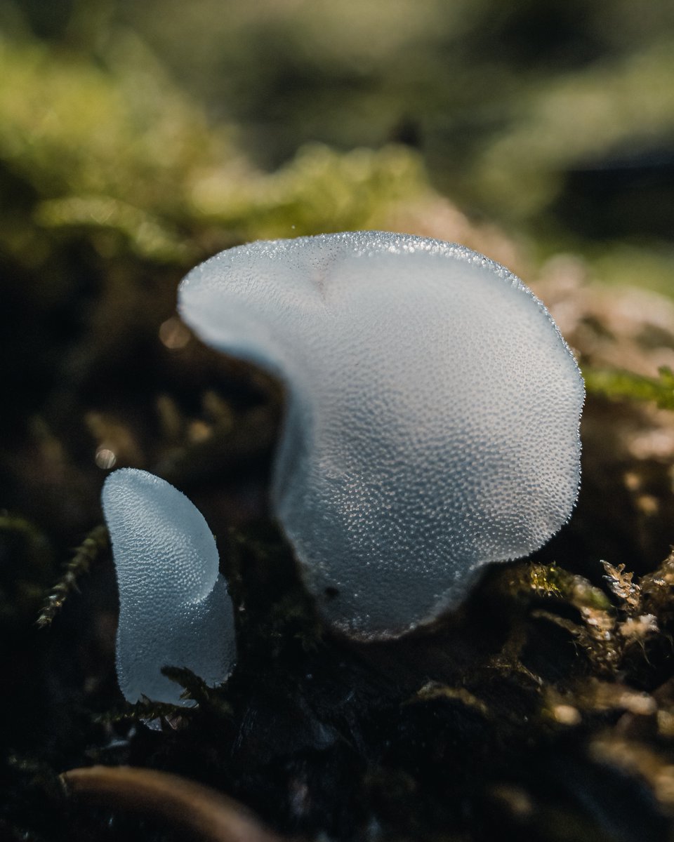 💭 + 📸: @itsryanwilkes

Fungi have incredible super powers that scientists continue to study and develop new technologies from. Mushrooms are the fruiting bodies of fungi and come in all shapes and sizes. 🍄

#DiscoveryCollab
