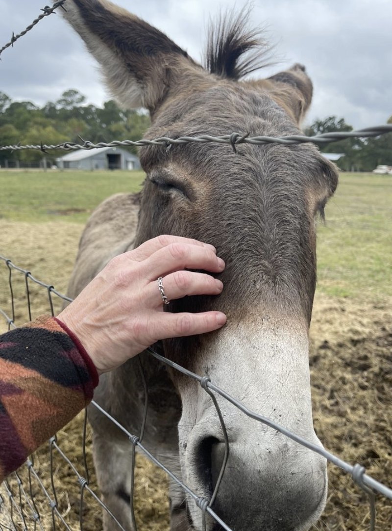 wscwinery's tweet photo. "They have animals!!! A camel, goats, dogs, zebra/donkey looking guys, horses.. you got it! They have two delicious sangria choices. I enjoyed the red which had a bit of cinnamon in it. My family tried the cab which was also enjoyable." -Mel C. https://t.co/vXPc0K2gin