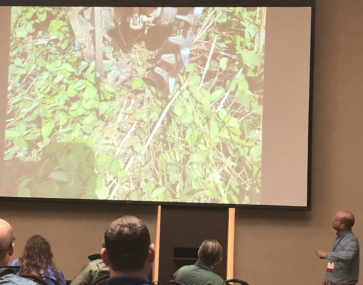 MnSoil's tweet image. Corn seeded into clover in Olmsted county: “I like that you can’t even tell I planted it” says Martin Larsen. #SMS2022 
Part of a system where red clover follows food-grade oats.