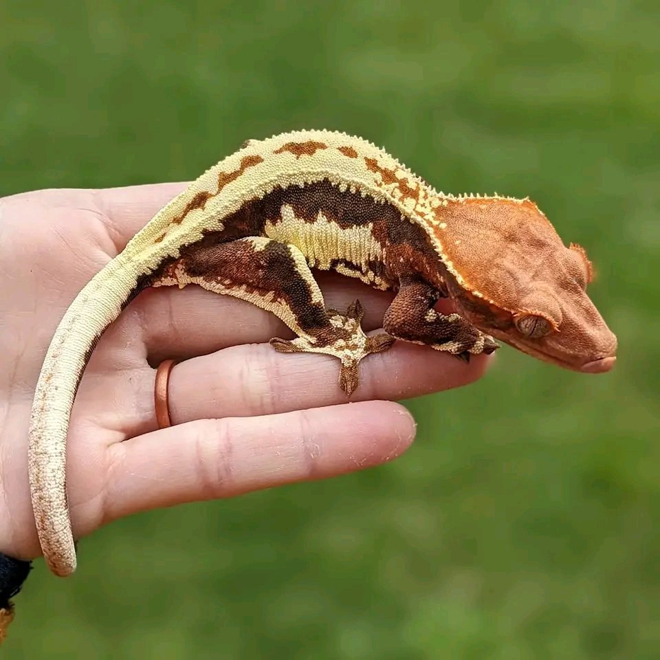 Northerngeckos's tweet photo. Frappuccino growing up nicely ���

Still lots to learn about identifying the traits of a frap as a hatchling. Really excited to see how our hatchlings turn out from this season's cap x lw pairings. https://t.co/lwddiCQ93J