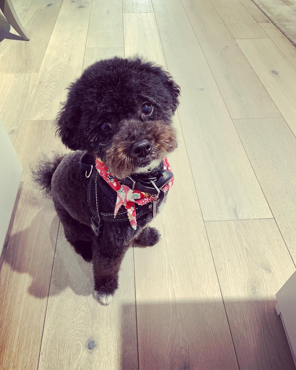 JaxsonHoss's tweet photo. Had my holiday fluffing and puffing today so I look extra cute! https://t.co/T9t7VM8j9D
