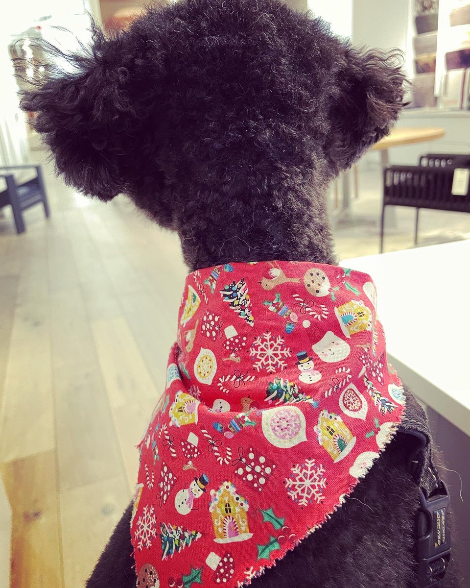 JaxsonHoss's tweet photo. Had my holiday fluffing and puffing today so I look extra cute! https://t.co/T9t7VM8j9D