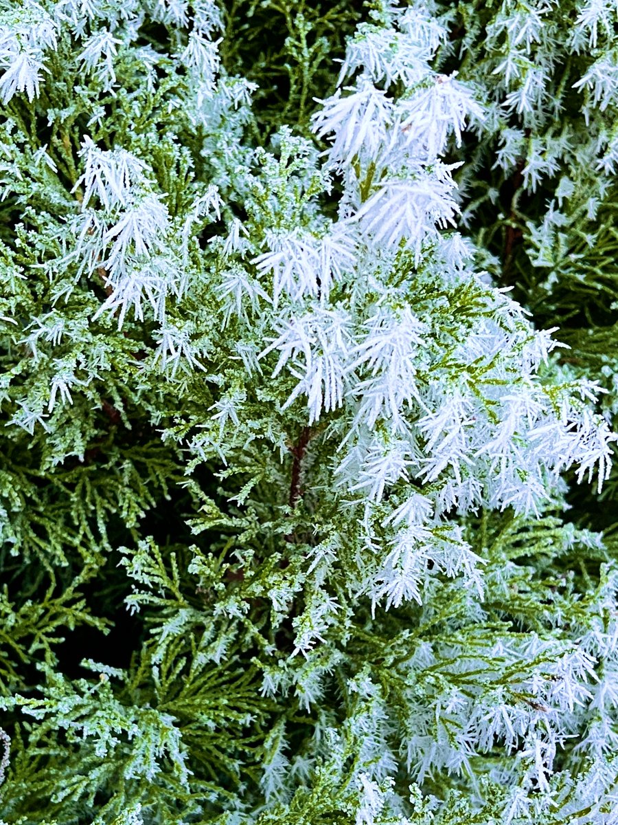 SciSeedlets's tweet photo. @SciSeedlets team wishes everyone happy Christmas!🎄🌱❄️ https://t.co/dG8AfgAVm5