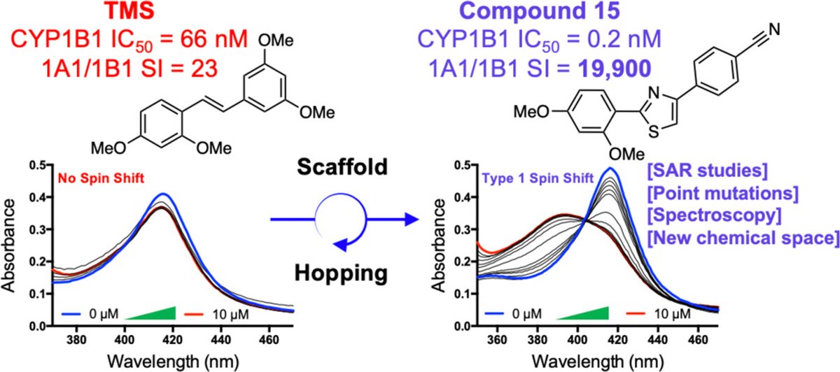 GlazerChemLab's tweet photo. Wow, @austinchachey's latest paper is out!!! This fantastic work showed how he changed geometric features and functional groups for a HUGE increase in selectivity for our target CYP!  Design of Cytochrome P450 1B1 Inhibitors via a Scaffold-Hopping Approach https://t.co/zUUs7asLLb https://t.co/Cj37CqYWhR