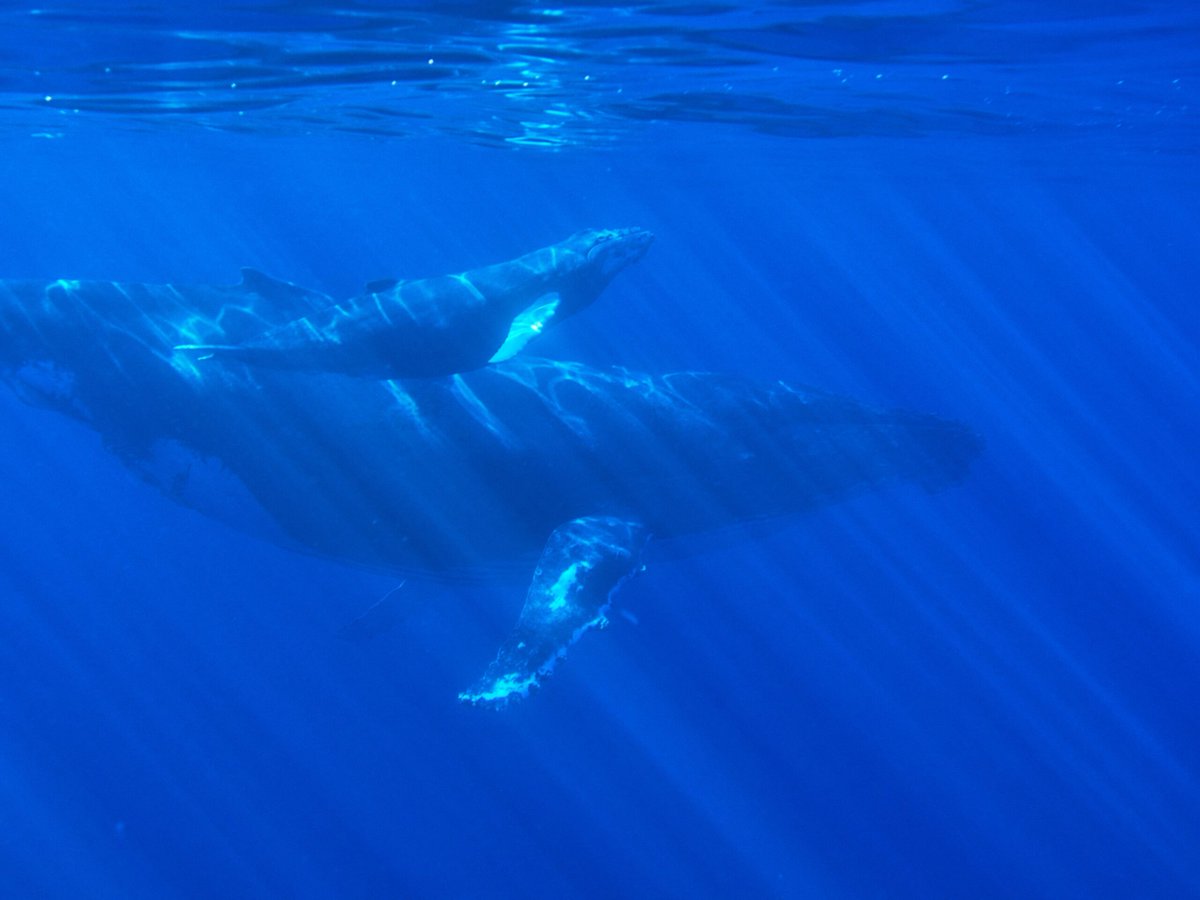 UBC's tweet photo. Researchers from @ubcmech want to save whales from drowning…in noise 🐳 🔊 https://t.co/1zyKeY8igH https://t.co/JJeVeUonIk