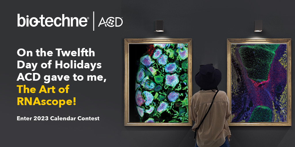 bt_spatial's tweet photo. On the Twelfth Day of the Holidays ACD gave to me, #RNAISH - Submit your images to our 2023 Art of RNAscope Calendar, before December 15, receive a custom canvas print if selected.  https://t.co/u1pmaF8Nsw #12DaysofRNAscope #AdvancingYourRNAISH #ArtofRNAscope2022 https://t.co/QZQsNY5BEI