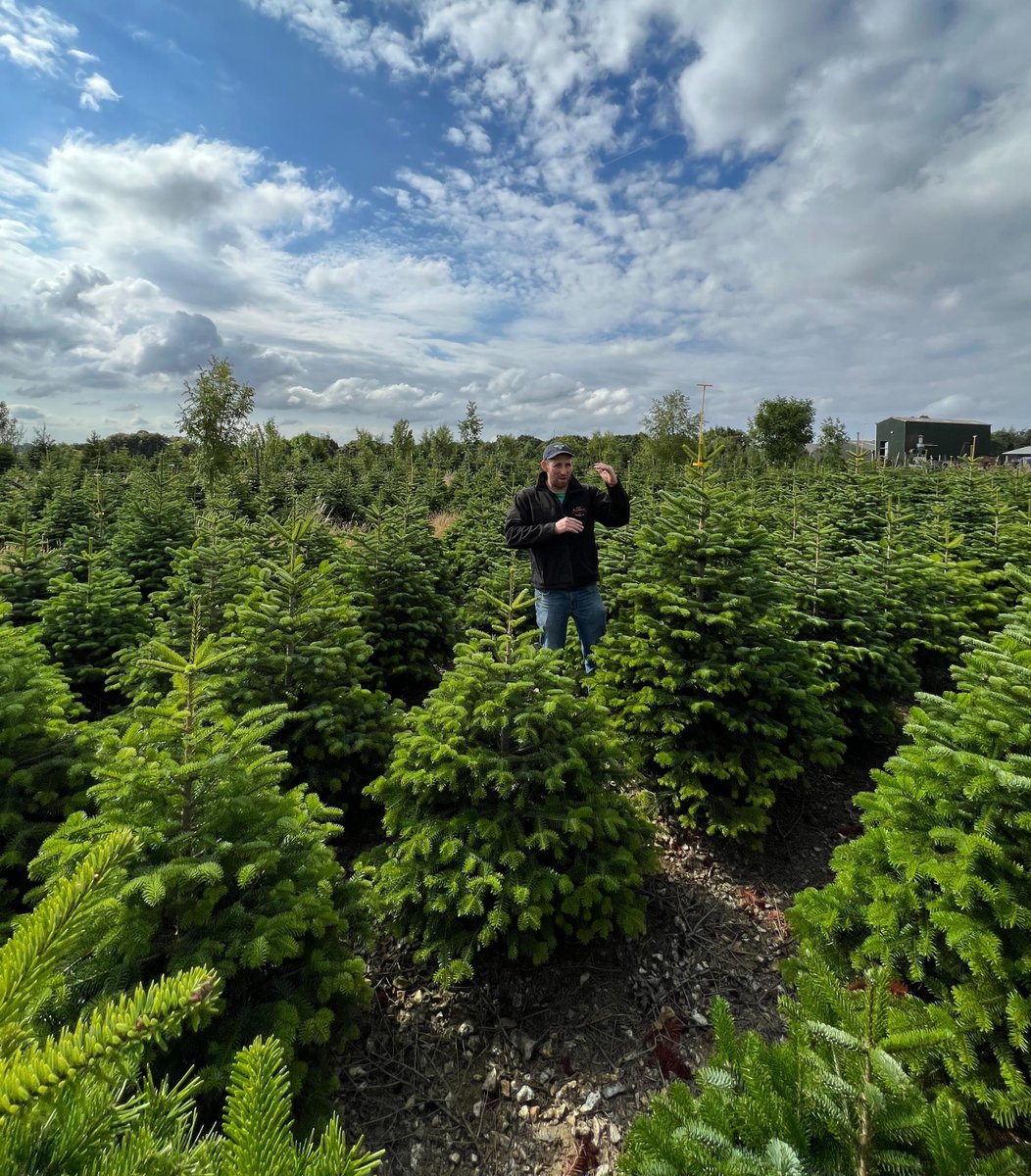 Time is running out for a fantastic family day out on our farm. Bring your family for an amazing Saturday or Sunday at our farm this weekend!🎄

Pick your favourite real Christmas tree and take Christmas home. 

#nordmannfir #realchristmastree #familydayout