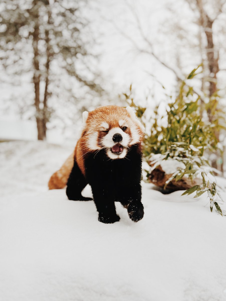 TheTorontoZoo's tweet photo. I don’t know about you but I’m having snow much fun 🐾❄️ Stay safe today everyone #snowday #snowTO #ONstorm https://t.co/W2AON4ZqMy