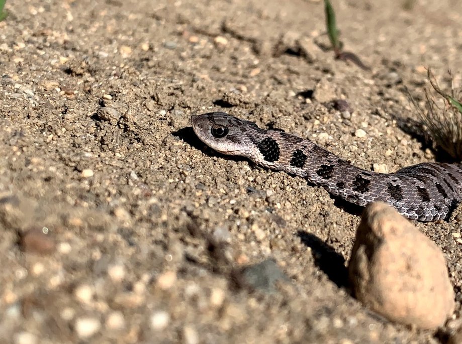 Eastern Hognose Snake (Heterodon platirhinos)
Photo Credit: Megan Ormsby