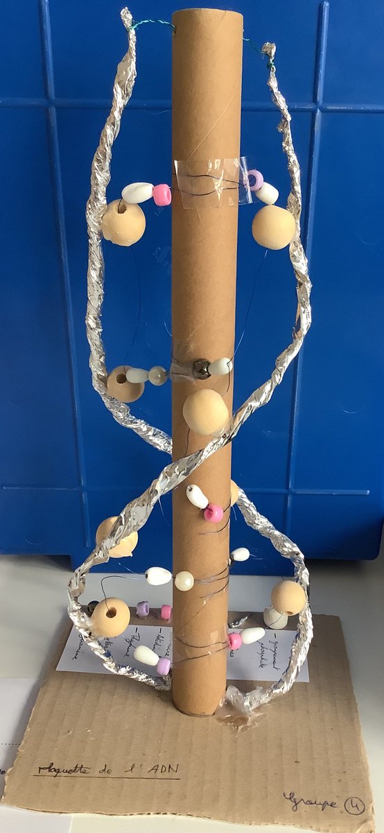 NLepouder's tweet photo. Une séance au top avec des élèves heureux de réviser la structure de l’ADN en faisant une modélisation avec les matériaux de leur choix ! 😊
#SVT #SLLPND #ADN #SVTdeCreteil https://t.co/ZzvbEoof3L