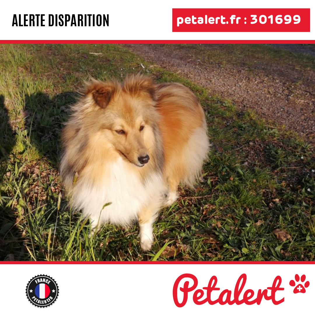 petalert_france's tweet photo. Disparu #Chien #Landes #Hinx #Petalert #PetAlert40 / https://t.co/5MOvBvRYn1 https://t.co/zyzI1VYCTK