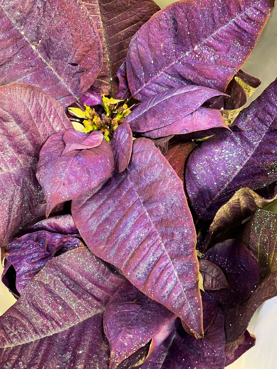 Ellen Mary tweet media