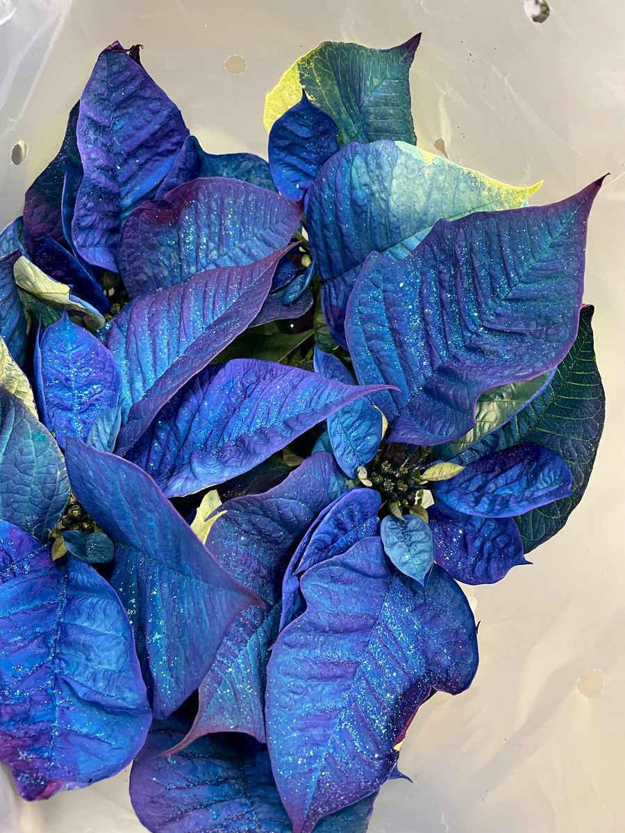 Ellen Mary tweet media