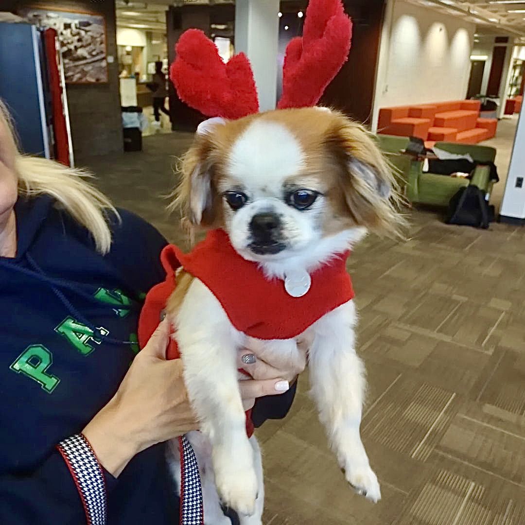 RULibraries's tweet photo. #TBT to yesterday’s #WoofWednesday event at @RobesonLibrary! 🐶

Photos: Gizmo and Marley from @PAWSforPeople. 🐕 

#Repost #RULStressbusters #Stressbusters #TherapyDogs #Dogs #Rutgers #RutgersLibraries #petrolprice #PawsForPeople #PaulRobesonLibrary https://t.co/AwVXC3qR33