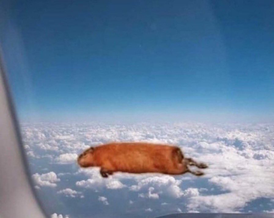 CAPYBARA_MAN's tweet photo. ???????????? https://t.co/GVOB0JFtfB
