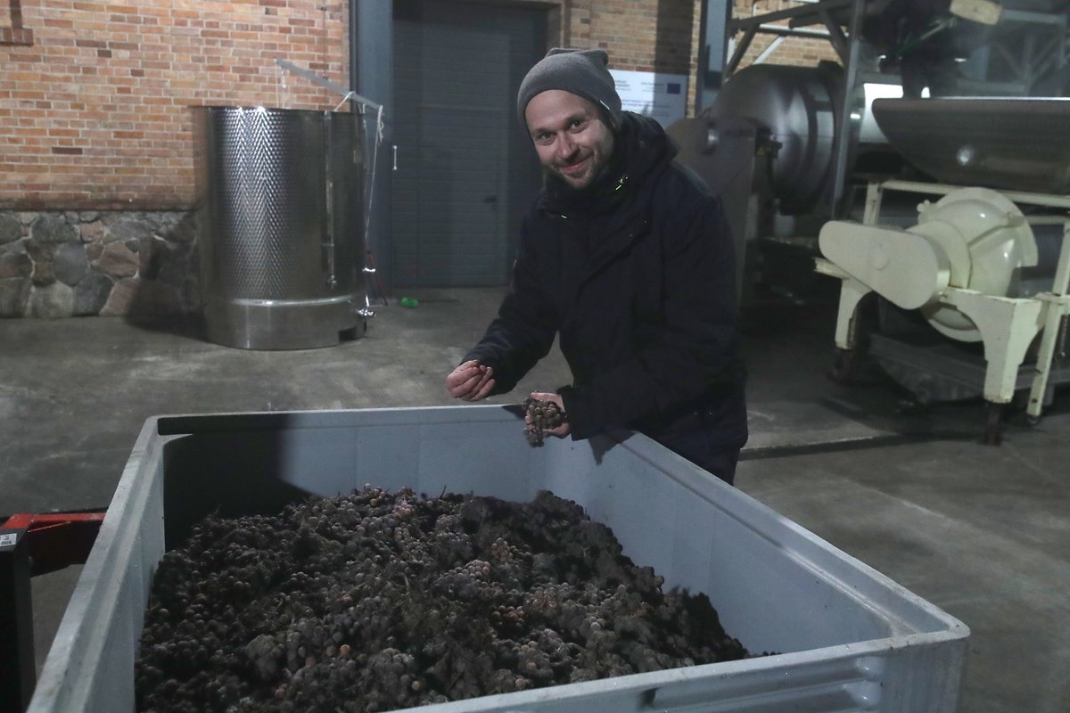 Dziś rano udało nam się zebrać grona na wino lodowe! Zaczęliśmy o 5:00 przy -10 stopniach. Przy światłach latarek i reflektorów pracowało łącznie 20 osób. Zebraliśmy 1278 kg gron! 🍇 Moszcz cały czas jest tłoczony – na ten moment mamy go około 200 l.
📸 Andrzej Szkocki