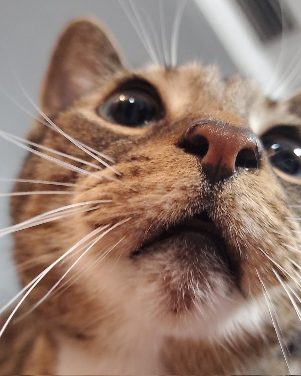 xCatney's tweet photo. Reagan says hello! 😺 https://t.co/LZCQPuHTdR