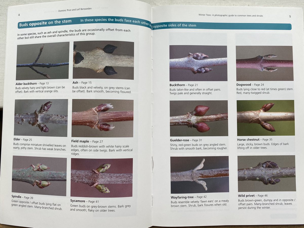 Leif Bersweden (@leifbersweden) on Twitter photo Dom Price and I wrote a basic, beginner’s ID guide to UK winter trees that uses easy language and photos. All the royalties we receive are donated to <a href="/speciesrecovery/">speciesrecoverytrust</a>’s conservation work, so you’re also helping nature 🥳 You can get a copy here: speciesrecoverytrust.org.uk/product-page/w… Dom Price and I wrote a basic, beginner’s ID guide to UK winter trees that uses easy language and photos. All the royalties we receive are donated to <a href="/speciesrecovery/">speciesrecoverytrust</a>’s conservation work, so you’re also helping nature 🥳 You can get a copy here: speciesrecoverytrust.org.uk/product-page/w…