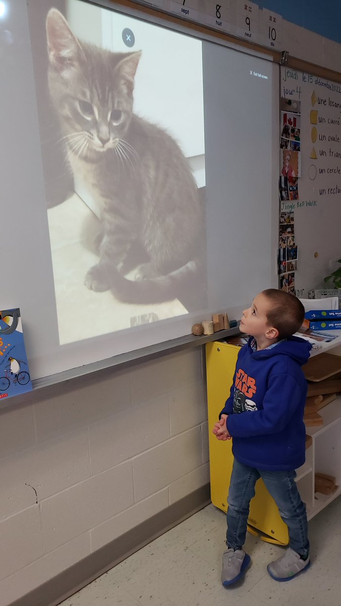 amisen114's tweet photo. Our ami du jour did a great presentation sharing all about his favourite animal, his new kitten 😸 ❤ #Kindergarten2022 #classleader https://t.co/MH2HwsXTK3