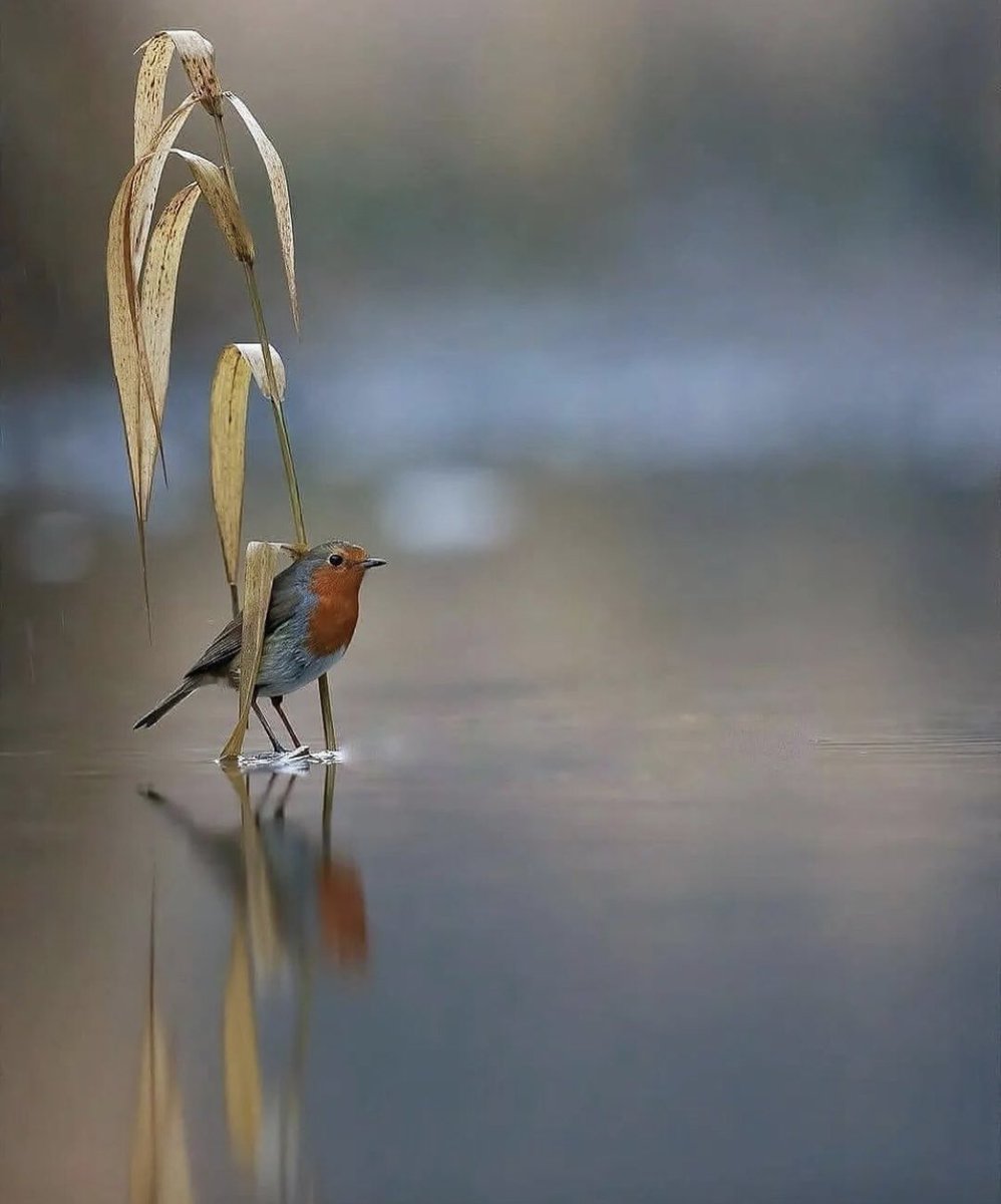 الدول تضحك على السوريين والكثيرون يصدقون ..