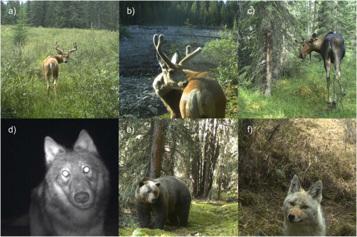 NEW PAPER by undergrad alumna @persiakhan_ and lab mates with our @JasonTFisherLab. Activity patterns change for mammal communities in the Rockies in response to human disturbance and the presence of white-tailed deer sciencedirect.com/science/articl…