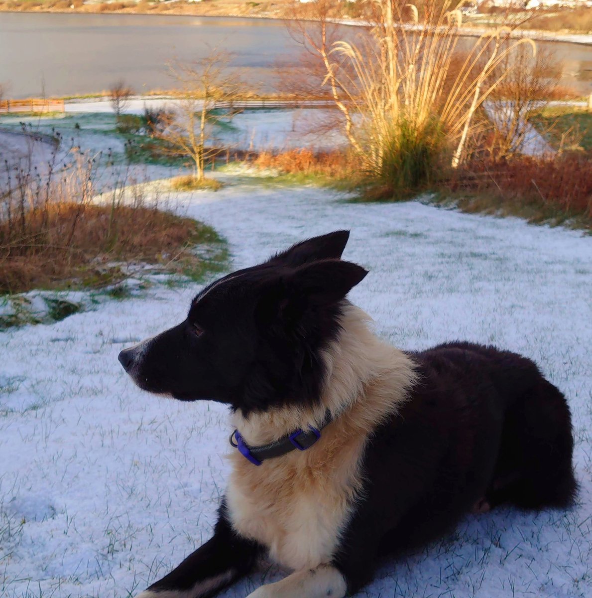 don_esson's tweet photo. #IsleofSkye
#Uig #Cuil #Idrigil
🧊 ❄️ 🏔 🌨 🌞 🐕 🐾 🐾
"Pawsitively chilly." https://t.co/wfrnBkIxU8
