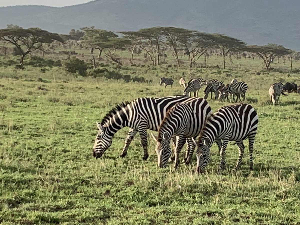 Sara obsessed epidemiologist Merwin MPH tweet media