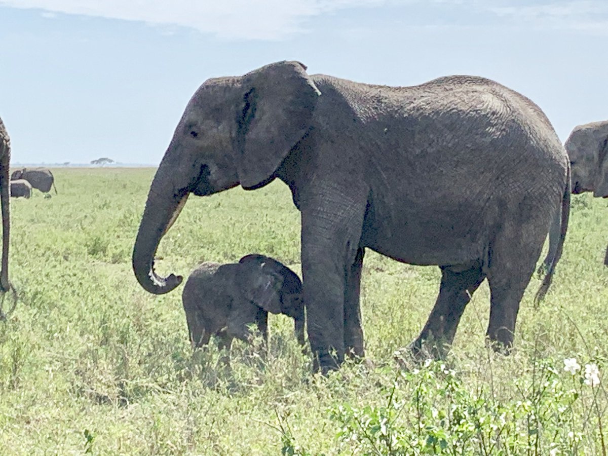 Sara obsessed epidemiologist Merwin MPH tweet media