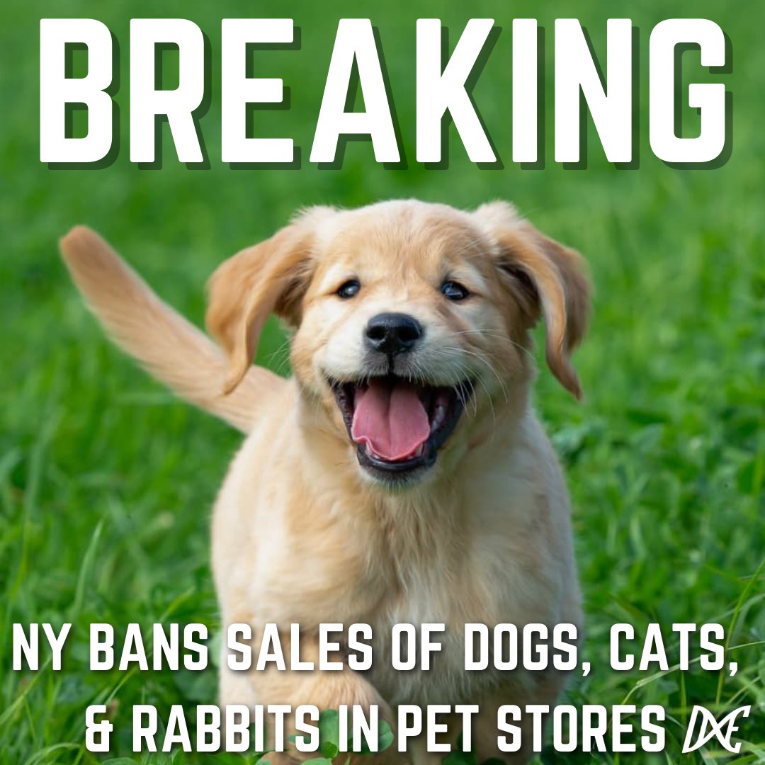 DxEverywhere's tweet image. BREAKING: New York has passed a ban on the sale of dogs, cats, and rabbits in pet stores. The ban will go into effect in 2024. This new law aims to decrease the number of animals abused by breeders and the number of animals in shelters. We hope to see more states follow suit!