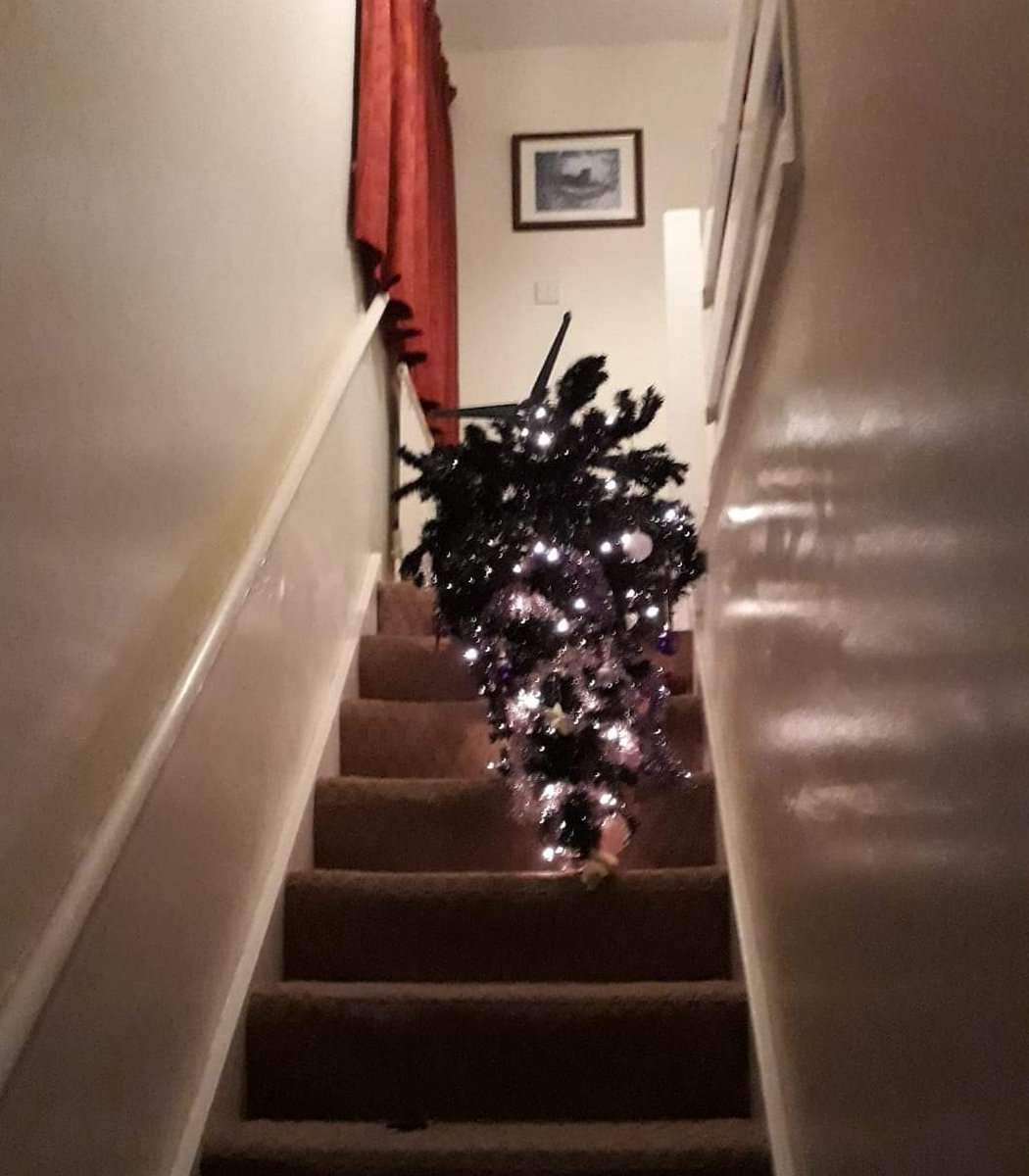 Cheddar Biscuits on Twitter "This is the best Christmas tree takedown I've ever seen!"