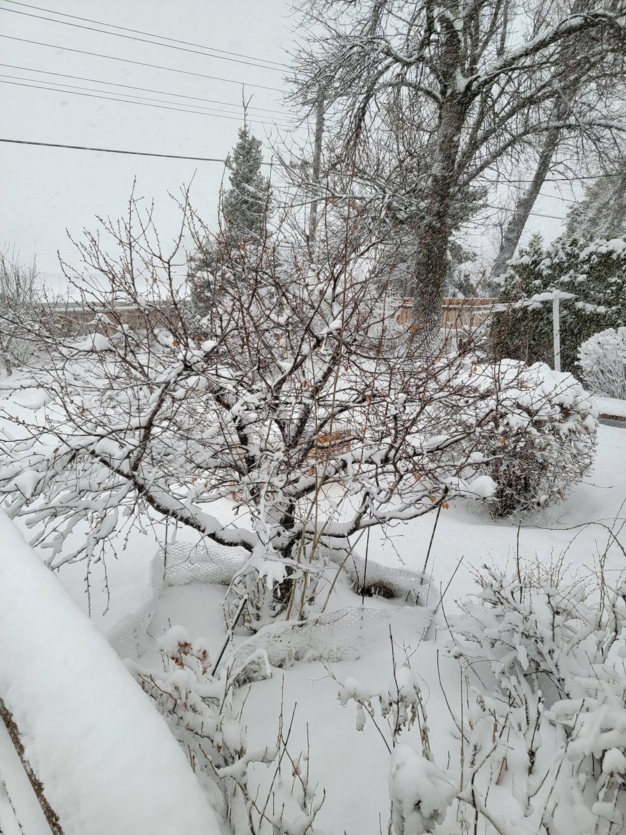K_Em79's tweet photo. @TrevDon I wish I could say the same 🥶☃️ And we're still in a winter storm warning, so there's more snowing and blowing coming
I like your view better!! https://t.co/mWiaEmTl7r