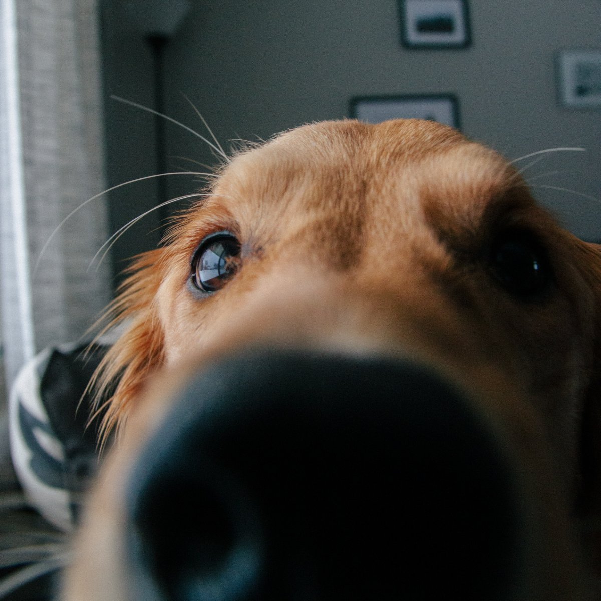 AnimalMedicIL's tweet photo. We don’t mean to be nosy, but we’d love to hear about your pet’s best visit with us. #AnimalMedicalCenter https://t.co/VwmCbRjUdQ