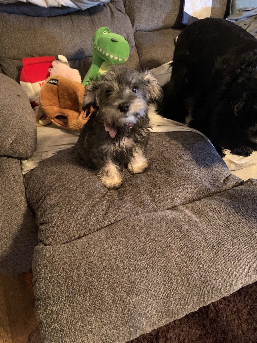 AnneKindley3's tweet photo. A little #TBT of da wittle me! A week in my new home! #DogsofTwitter #ZSHQ #SchnauzerGang https://t.co/kAOD7t3g83