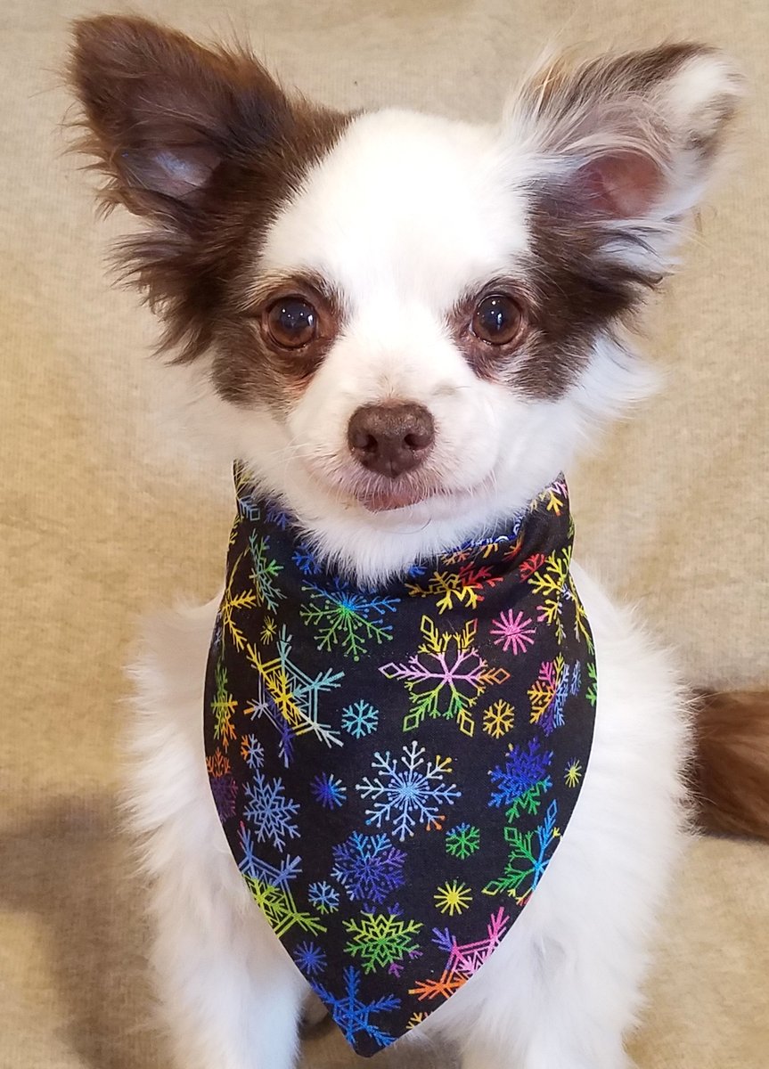CharliePawsUp's tweet photo. Quik PUPDATE!
Me &amp; Mama supa dupa bizzy gettin Holiday Bandanas in da mail!
It's not too late to get yoos own! Lots of yoos haz them "in your cart" so Mama says....
Order Now thru 12/21 and get discounted Priority Mail to have by Christmas!🎄♥️🐶
Please RETWEET!
#dogsoftwitter https://t.co/jmhKhmHypM