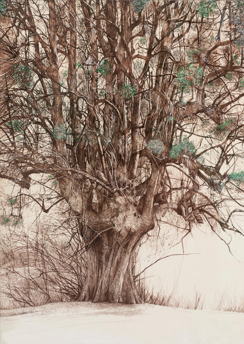 My drawing  of the ancient lime at Wrest Park, festooned with mistletoe
sepia pen and ink, egg tempera, gesso
#woodland #landscape #drawing #QGC #contemporaryart #environment #britishcountryside