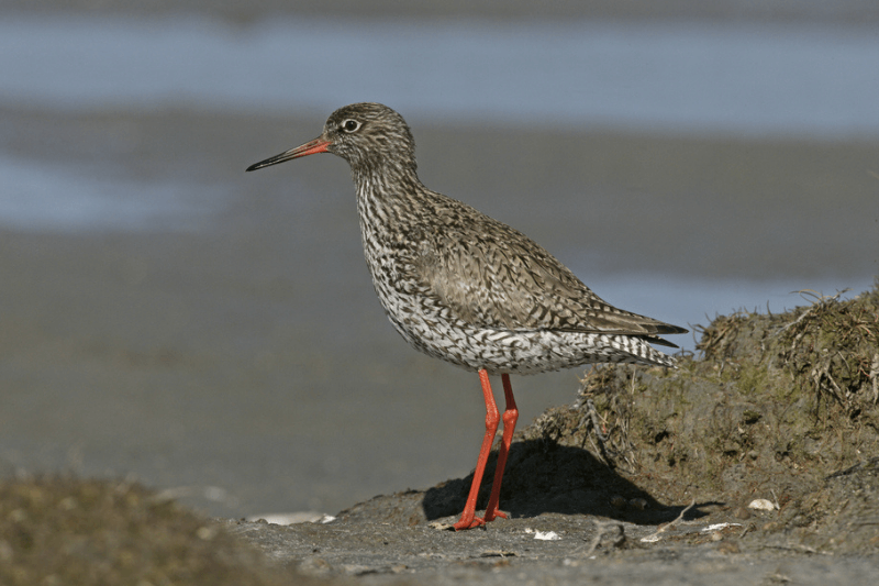 BirdAwareSolent's tweet photo. Sixth in our #12birdsofChristmas festive list is the redshank, sometimes known as the warden of the marshes due to their noisy calls that warn all other marsh dwellers of the impending approach of trouble: https://t.co/DcntTMqieY https://t.co/mu0qHmQCPN