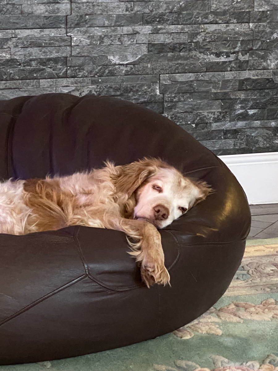 SpanielsSuper's tweet photo. @susangr18326134 Spoiled?
How very dare you ?
I’m making up for 10 long, lost, lonely years on a chain! #BringOnTheTreats #NotSpoiled #Entitled #Adored #MakingUpForLostTime https://t.co/4BKr2bWcWG