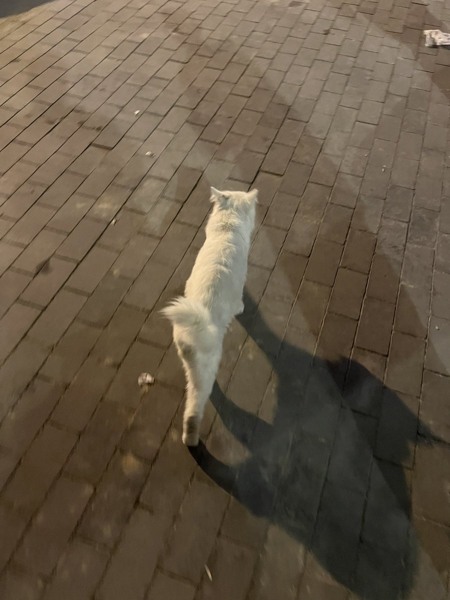 mlo0oky's tweet photo. @RiyadhCats @OpenPaws قطة منزل أليفة متروكة في انس بن مالك حي الملقا مقابل البيك https://t.co/zyYANTdoni