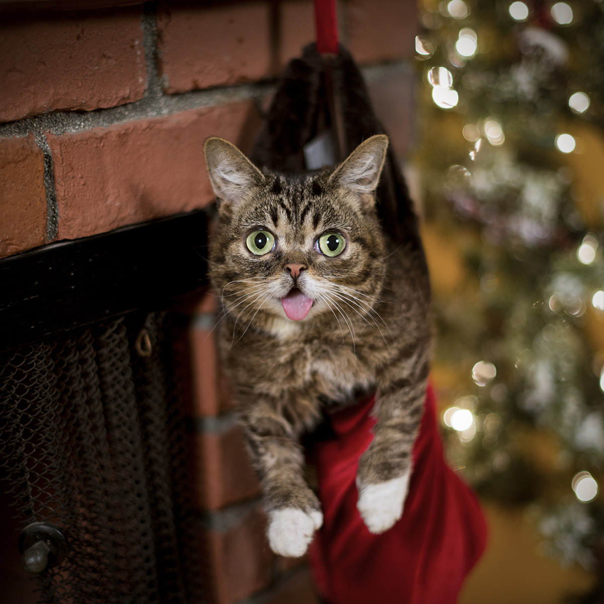 BUB's Last chance before Christmas Sale + We need your vote! - mailchi.mp/lilbub/bubs-la…