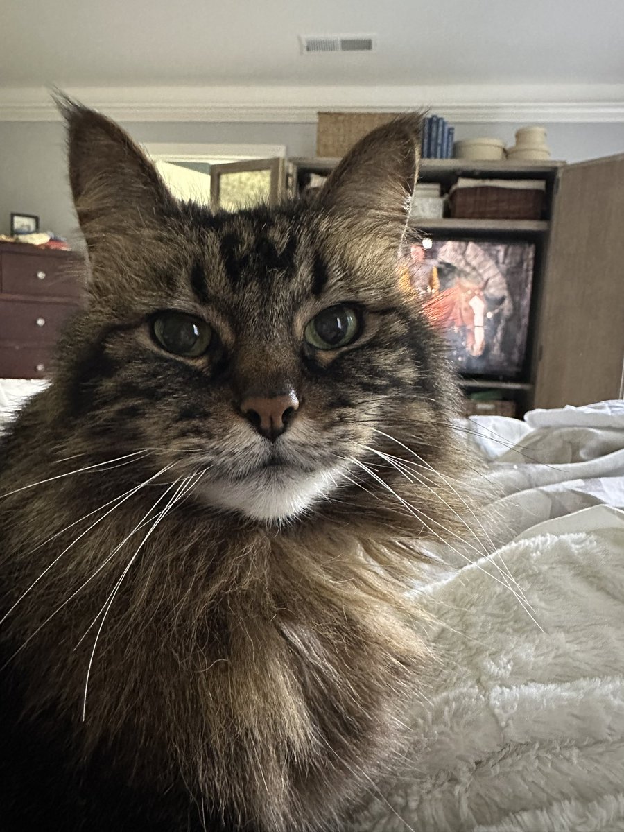 heidinyburg's tweet photo. Daphne’s the best pal to have especially when you’re home sick. #asyouwish https://t.co/Eh6vy9ryDD