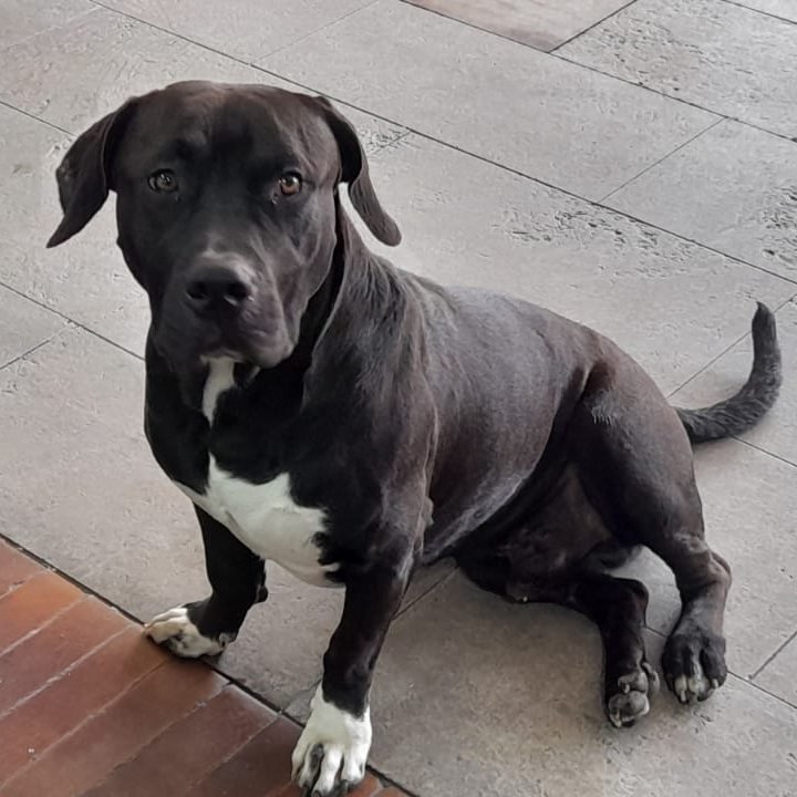 LoreBeltran's tweet photo. ¡Ayuda! Este perro macho, adulto, negro de patas delanteras blancas, está perdido en las instalaciones de la Universidad Externado, en el centro de Bogotá. 

No parece ser callejero por su peso y cuidado. 

Ayúdenme a encontrar a sus dueños. 😔💔

RT por favor. https://t.co/yG3lLxQvtX